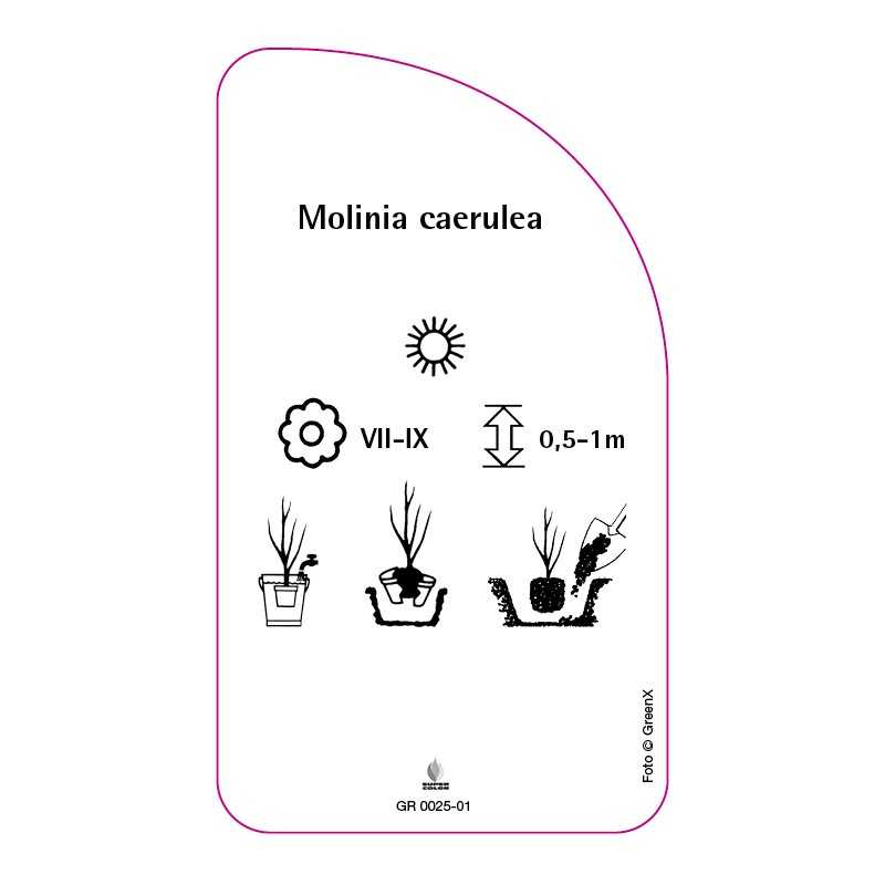 molinia-caerulea0