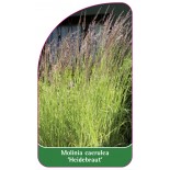 molinia-caerulea-heidebraut-1