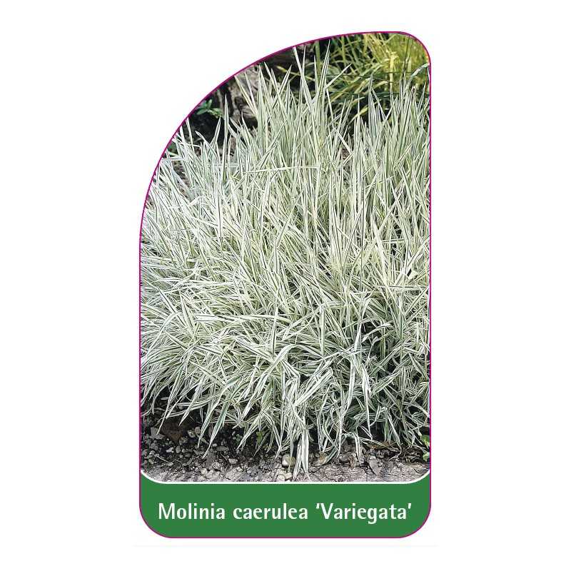 molinia-caerulea-variegata-a1