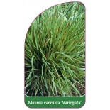 molinia-caerulea-variegata-b1