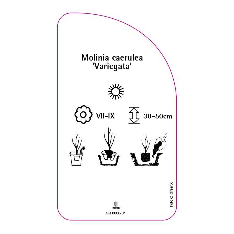 molinia-caerulea-variegata-b0