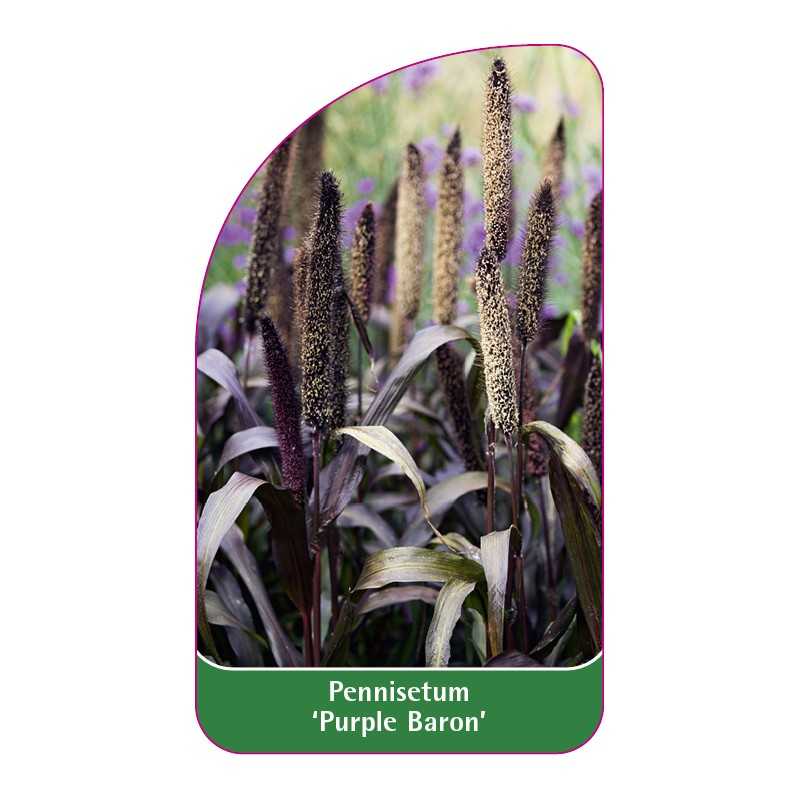pennisetum-purple-baron-1