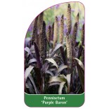 pennisetum-purple-baron-1