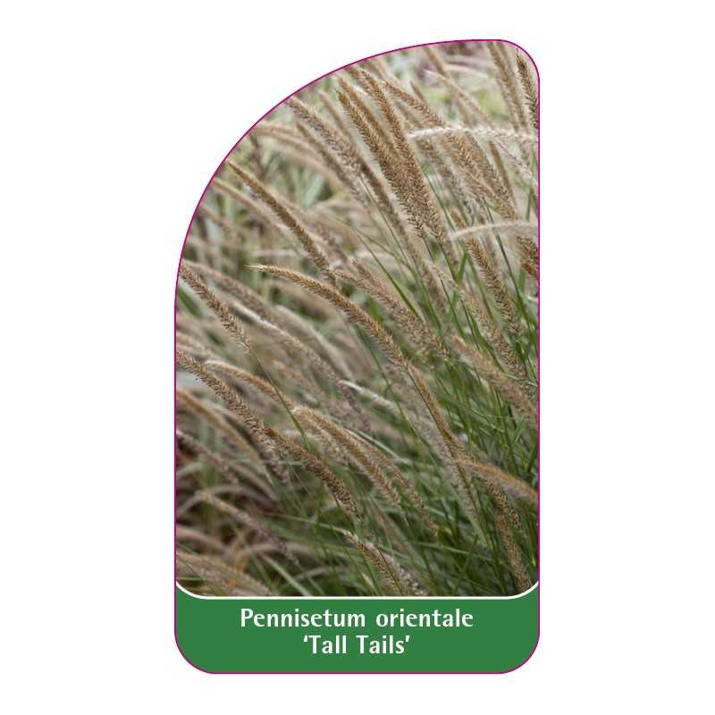 pennisetum-orientale-tall-tails-1
