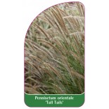 pennisetum-orientale-tall-tails-1