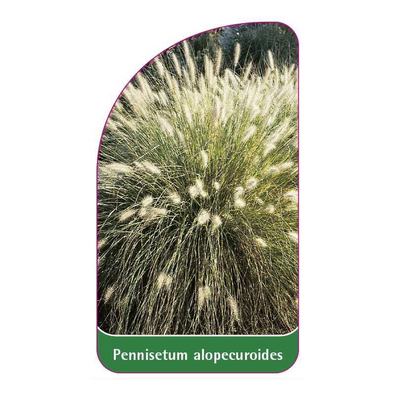 pennisetum-alopecuroides1