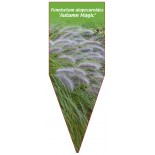 pennisetum-alopecuroides-autumn-magic-b1