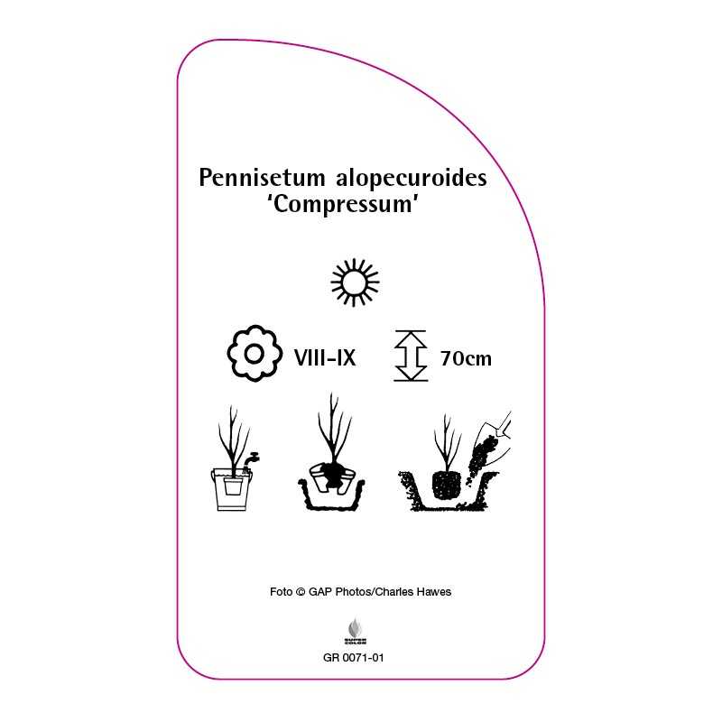 pennisetum-alopecuroides-compressum-0