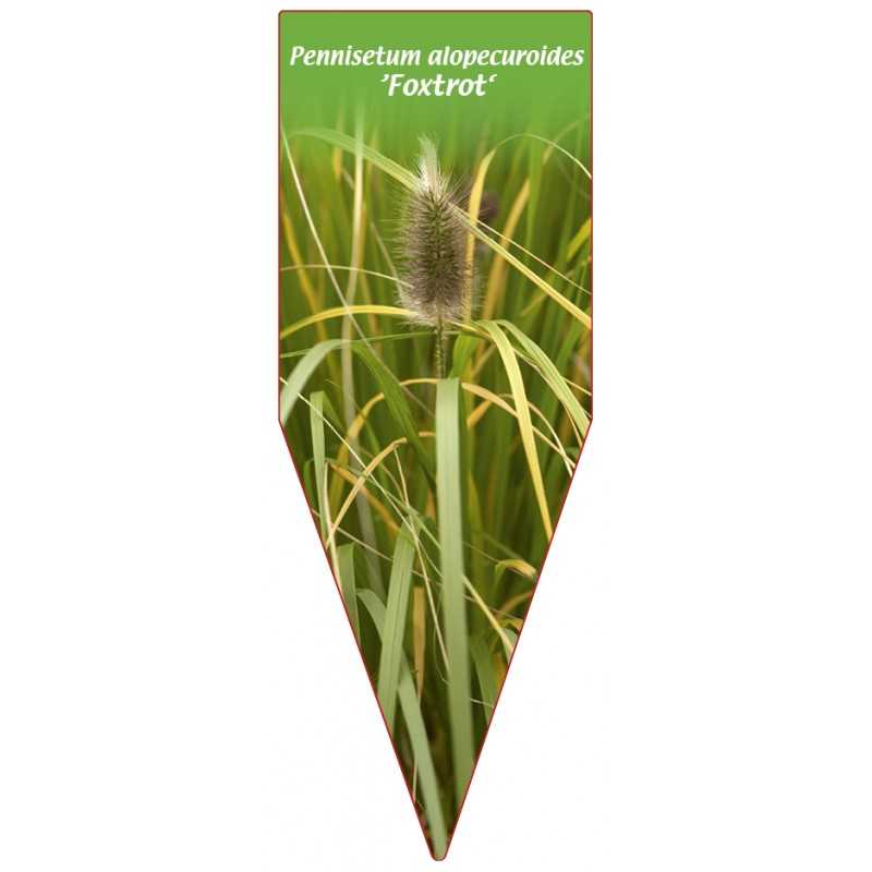 pennisetum-alopecuroides-foxtrot-1