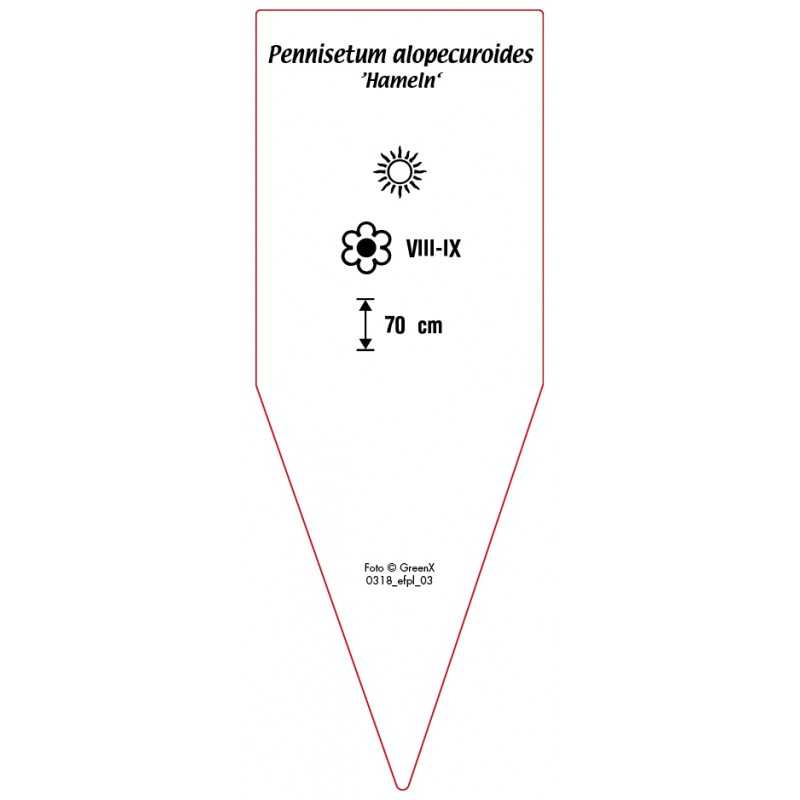 pennisetum-alopecuroides-hameln-0