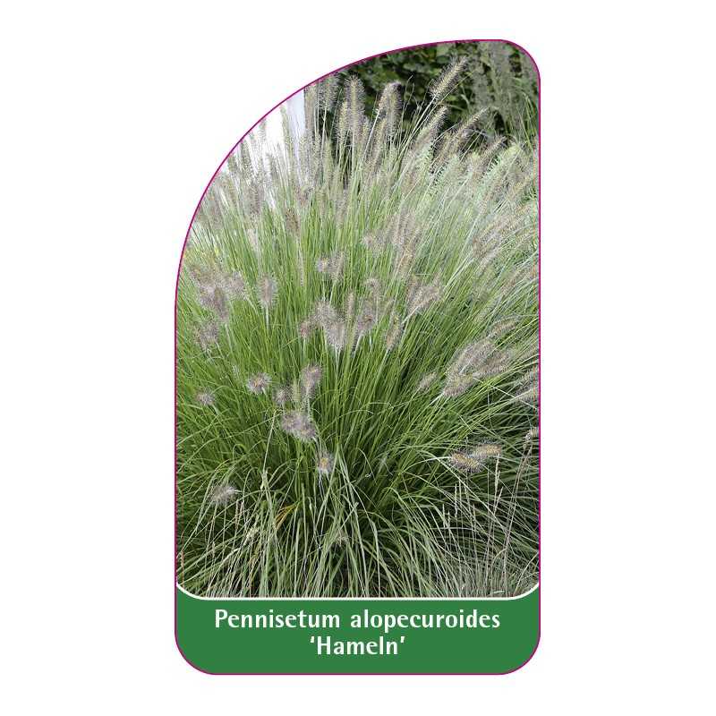 pennisetum-alopecuroides-hameln-b1