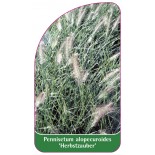 pennisetum-alopecuroides-herbstzauber-1