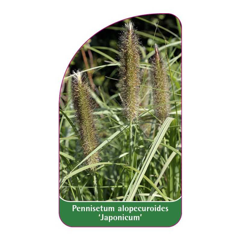 pennisetum-alopecuroides-japonicum-1