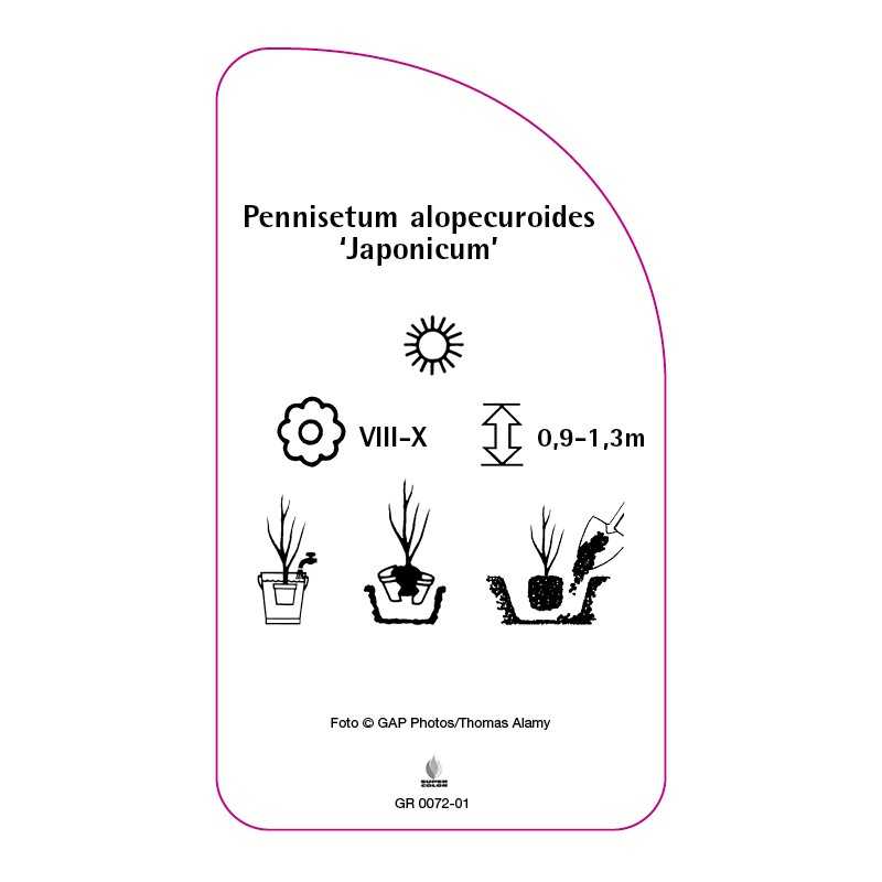 pennisetum-alopecuroides-japonicum-0