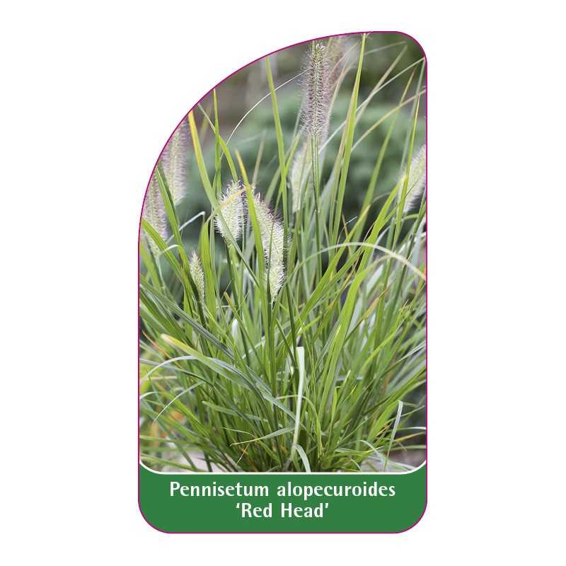 pennisetum-alopecuroides-red-head-1