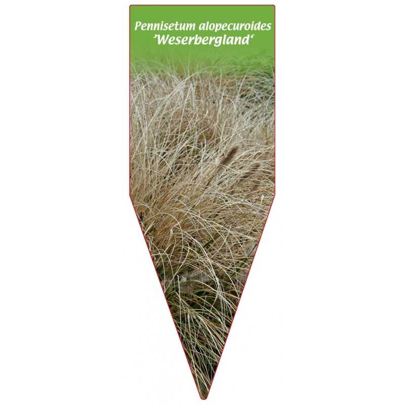 pennisetum-alopecuroides-weserbergland-1