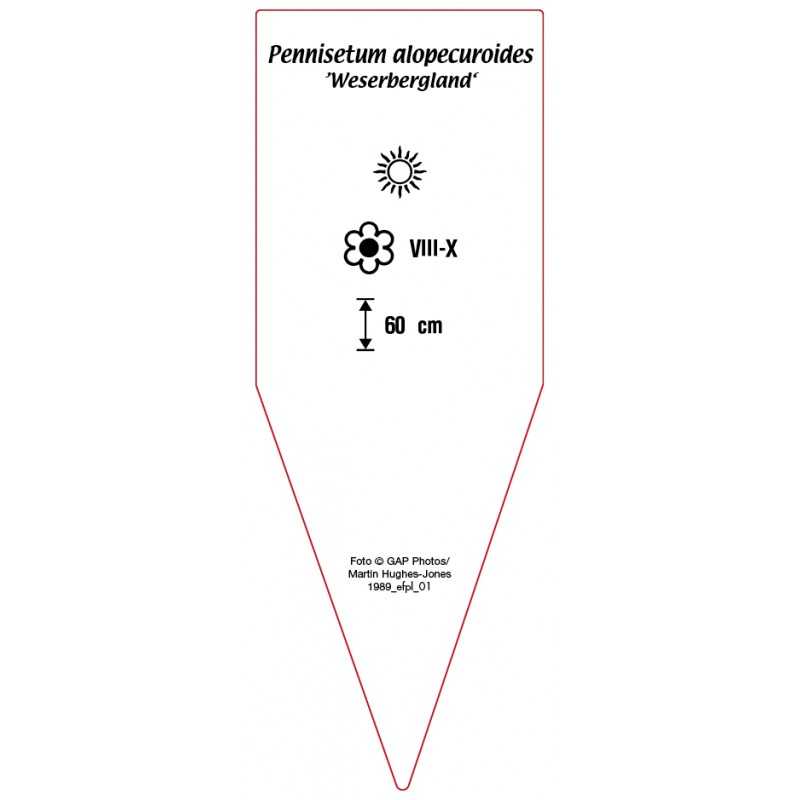pennisetum-alopecuroides-weserbergland-0
