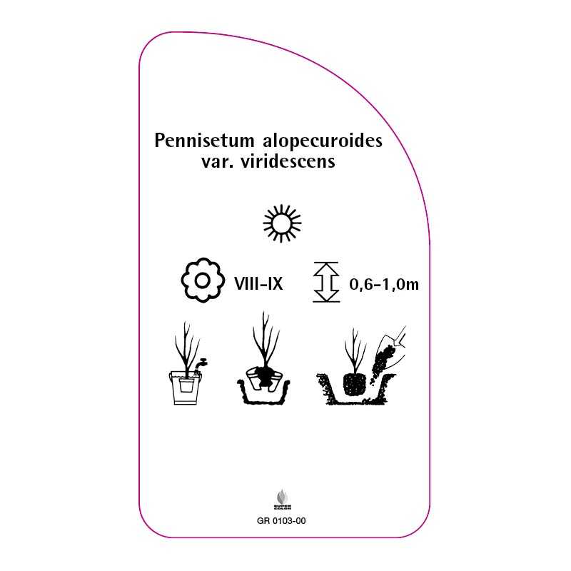 pennisetum-alopecuroides-var-viridescens-a0