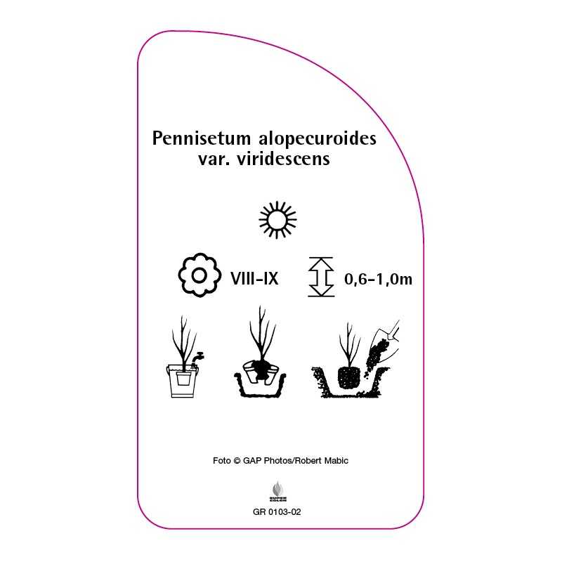 pennisetum-alopecuroides-var-viridescens-b0