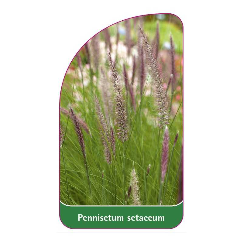 pennisetum-setaceum1