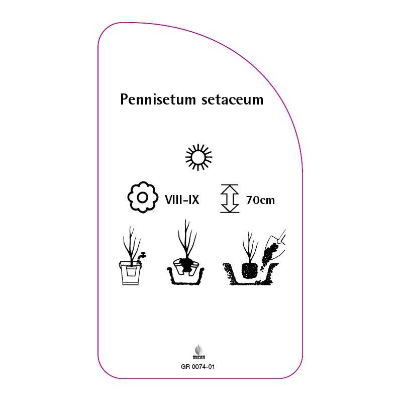 pennisetum-setaceum0