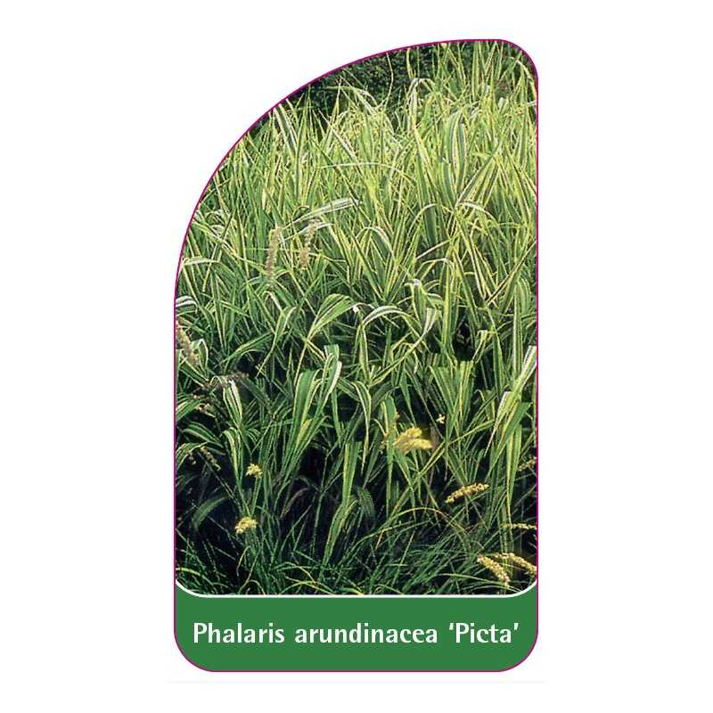 phalaris-arundinacea-picta-1