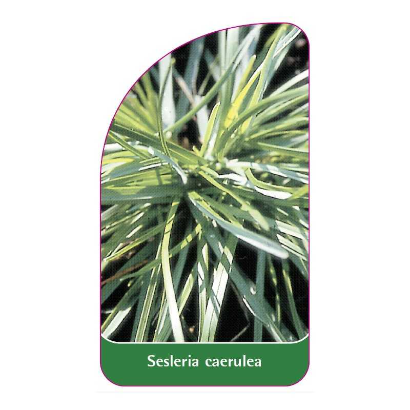 sesleria-caerulea1
