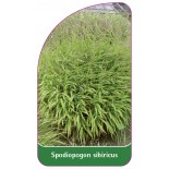 spodiopogon-sibiricus1