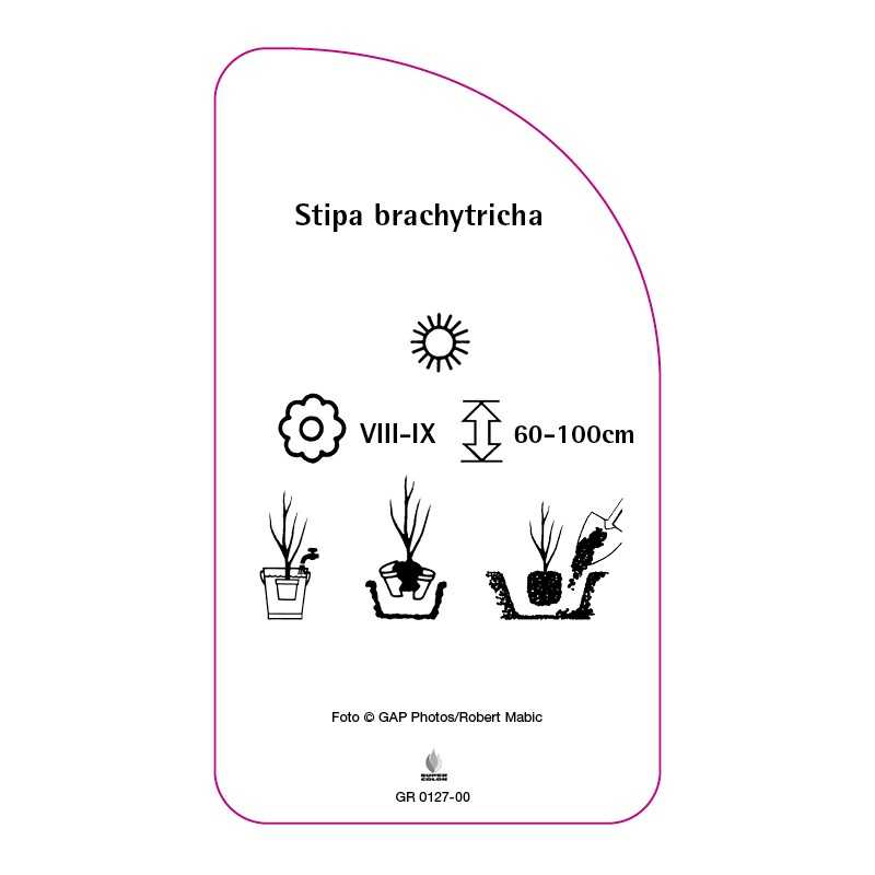 stipa-brachytricha0