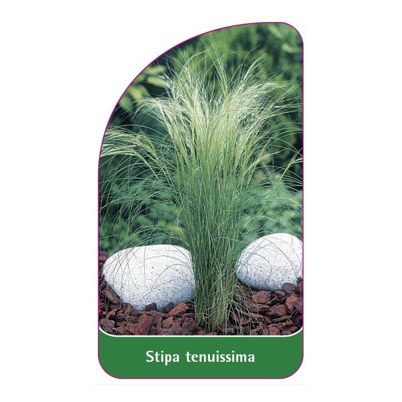 stipa-tenuissima1