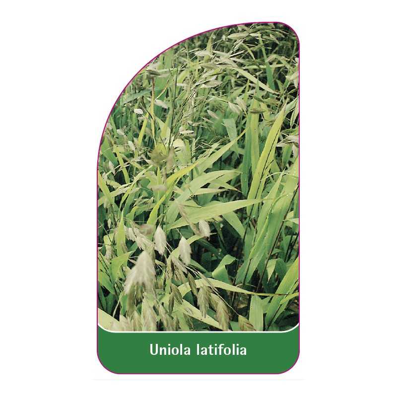uniola-latifolia1