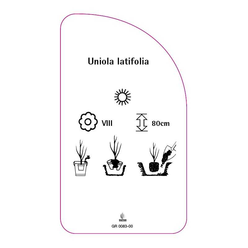 uniola-latifolia0