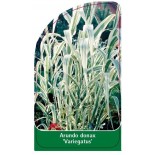 arundo-donax-variegatus-1