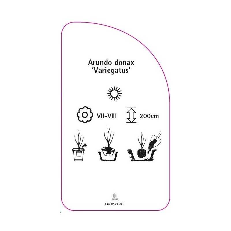 arundo-donax-variegatus-0