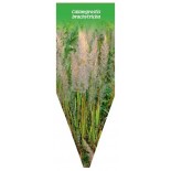 calamagrostis-brachytricha1