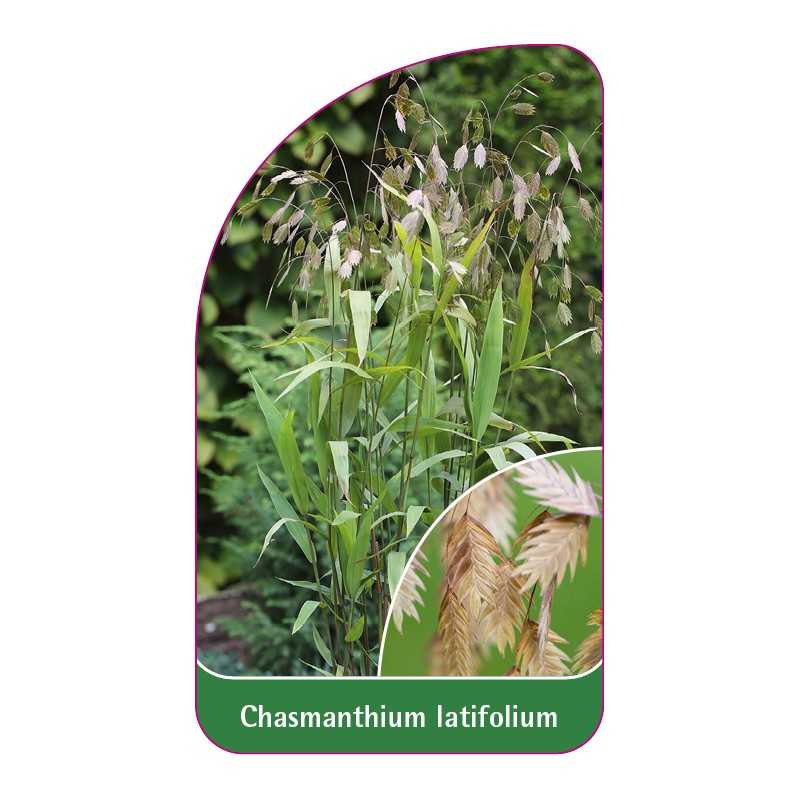 chasmanthium-latifolium1