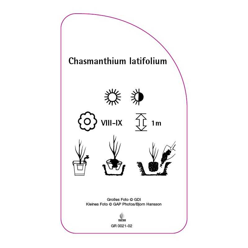 chasmanthium-latifolium0