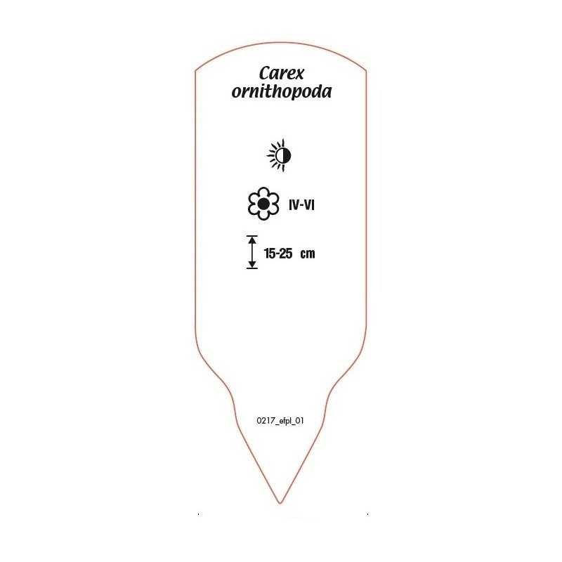 carex-ornithopoda0