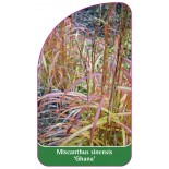 miscanthus-sinensis-ghana-1