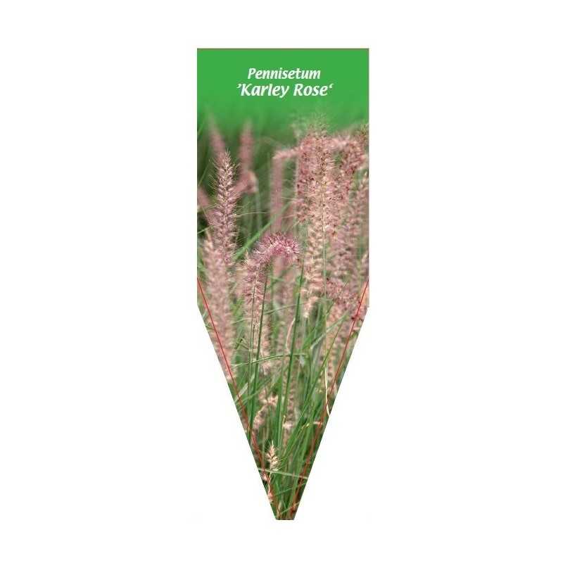pennisetum-karley-rose-1