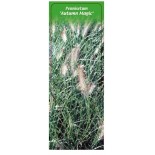 pennisetum-alopecuroides-autumn-magic-1