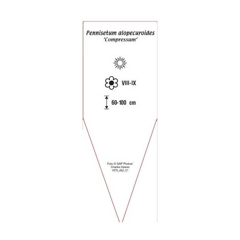 pennisetum-alopecuroides-compressum-b0