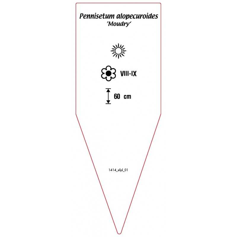 pennisetum-alopecuroides-moudry-b0
