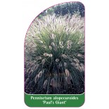 pennisetum-alopecuroides-paul-s-giant-1