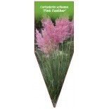 cortaderia-selloana-pink-feather-1