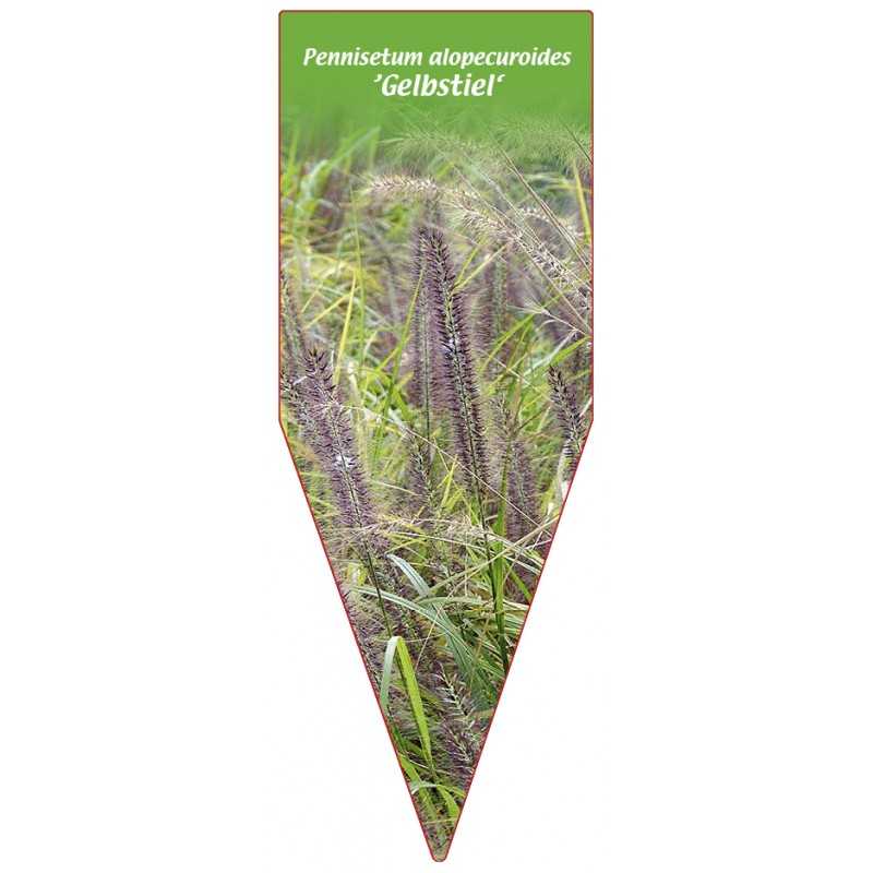 pennisetum-alopecuroides-gelbstiel-1