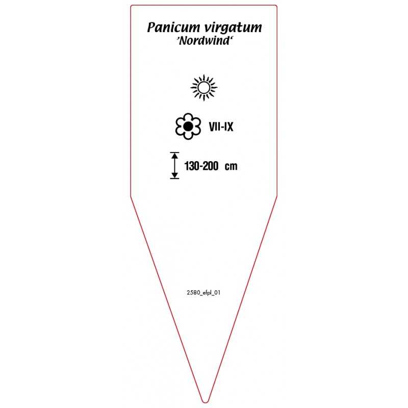 panicum-virgatum-nordwind-0