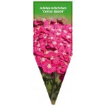 achillea-millefolium-cerise-queen-1