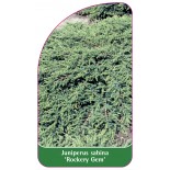 juniperus-sabina-rockery-gem-1