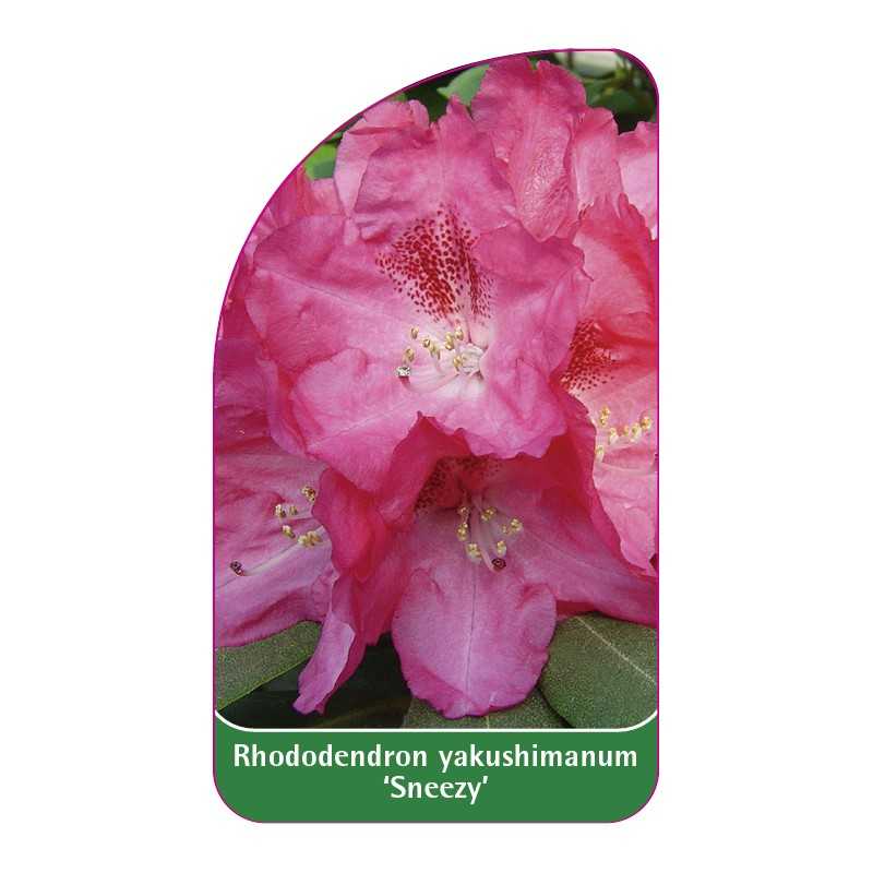 rhododendron-yakushimanum-sneezy-c1